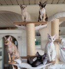 Devon og burmeser i kradsetrae (2)