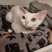 Nicolo